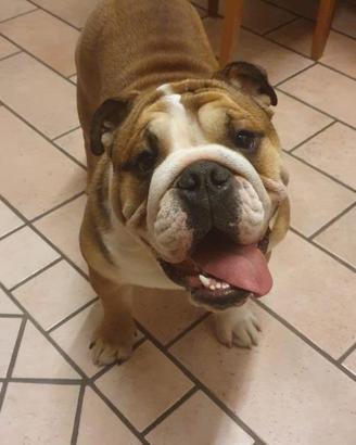 Bulldog inglese