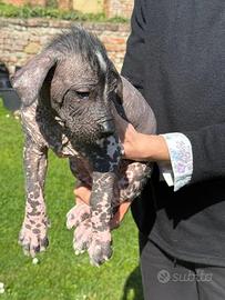 Luna cucciola nuda dalla cresta bianca e nera