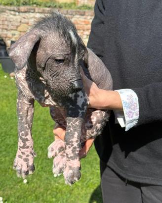 Luna cucciola nuda dalla cresta bianca e nera