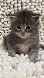Maine Coon piccolini