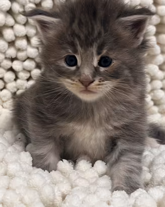 Maine Coon piccolini