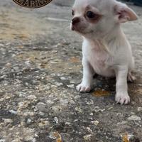 Cucciolo chihuahua pelo corto