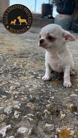 Cucciolo chihuahua pelo corto