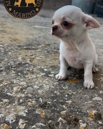 Cucciolo chihuahua pelo corto