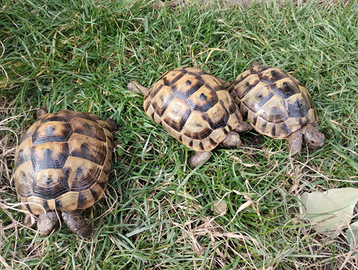 Tartarughe graeca ibera