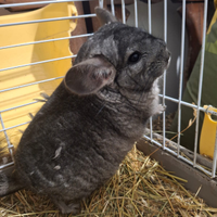 Cucciolo di cincillà