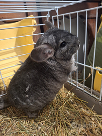 Cucciolo di cincillà