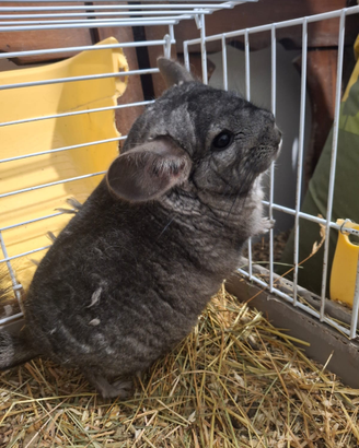 Cucciolo di cincillà