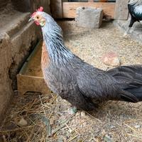 Galline phoenix