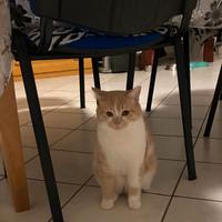 Scottish Stright bicolore