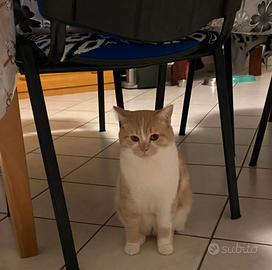 Scottish Stright bicolore