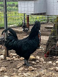 Ayam Cemani