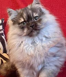 Gattino cucciolo MASCHIO figlio persiani normotipo