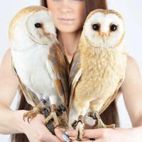 Barbagianni (Tyto alba) * rapaci