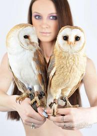 Barbagianni (Tyto alba) * rapaci