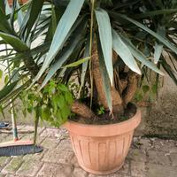 yucca spagnola "tronchetto"