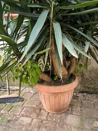 yucca spagnola "tronchetto"