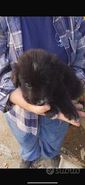 Cucciolo pastore