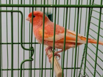 Canarino femmina con gabbia