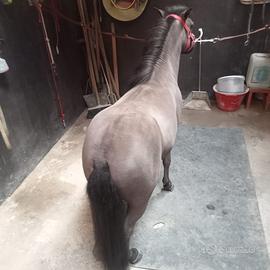 Pony
