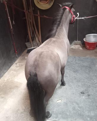 Pony