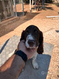 Cucciolo di Springer