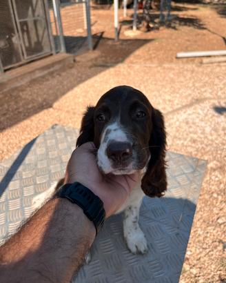 Cucciolo di Springer