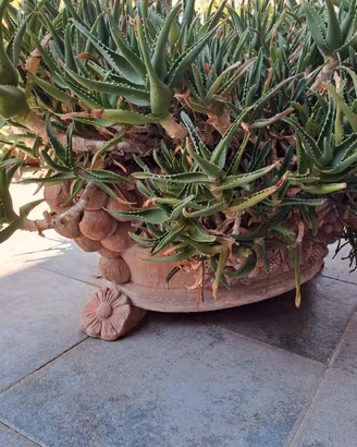 Pianta grassa di aloe  con vaso in terracotta 
