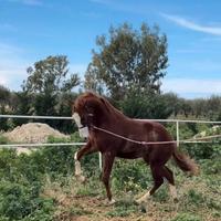 Cavallo