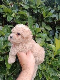 Cuccioli di maltipoo Toy