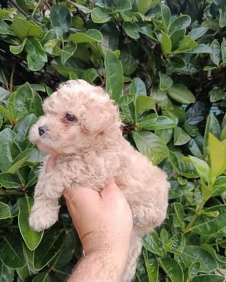Cuccioli di maltipoo Toy