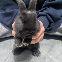 Coniglietti nani ariete