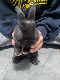 Coniglietti nani ariete