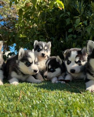 Siberian Husky