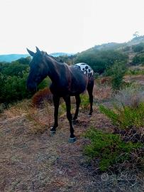Cavallo appaloosa