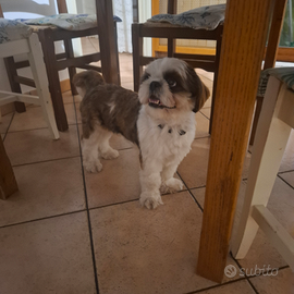 Femmina Shih Tzu