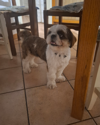 Femmina Shih Tzu