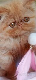 Cuccioli di Gatto Persiano