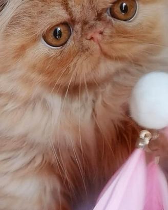 Cuccioli di Gatto Persiano