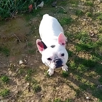 Bulldog Francese