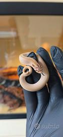 Heterodon nasicus