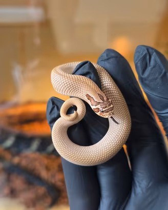 Heterodon nasicus
