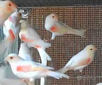 Canarine rosso mosaico