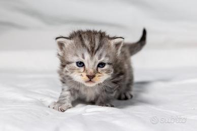 Splendidi cuccioli gatto siberiano disponibili