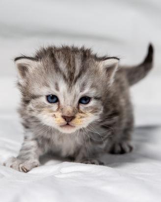 Splendidi cuccioli gatto siberiano disponibili