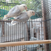 Coppia Inseparabili con gabbia
