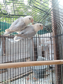 Coppia Inseparabili con gabbia