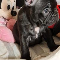 Cuccioli bulldog francese