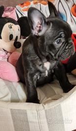 Cuccioli bulldog francese