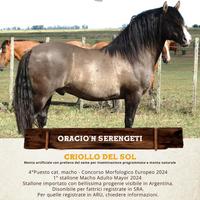CAVALLO CRIOLLO - Francia / Italia